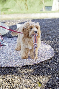 253-07 Jouet pour chien en Lang Yarns Quattro